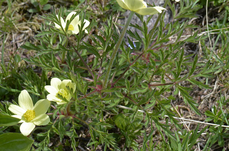 Pulsatilla alpina subsp. apifolia